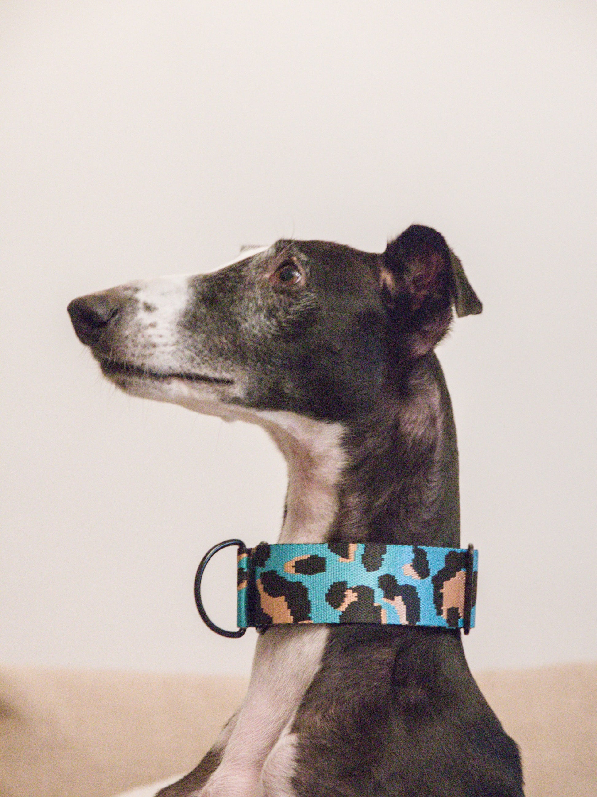 Leo Azul Claro collar on a greyhound