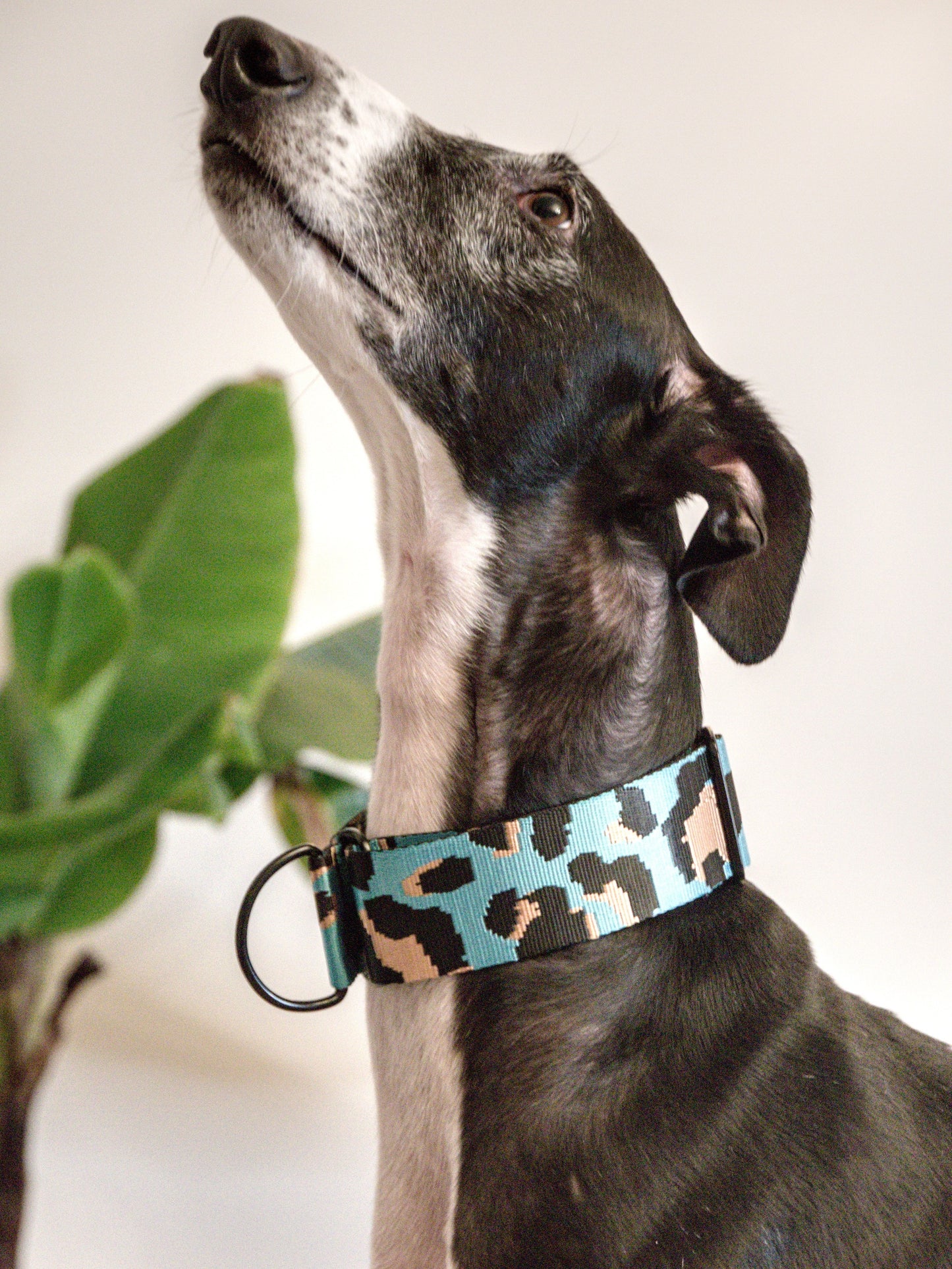 Leo Azul Claro collar greyhound looking up