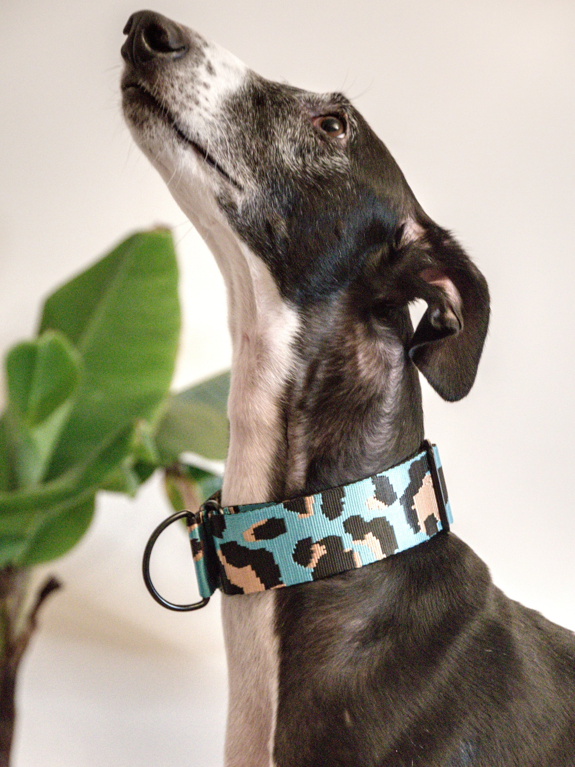 Leo Azul Claro collar greyhound looking up