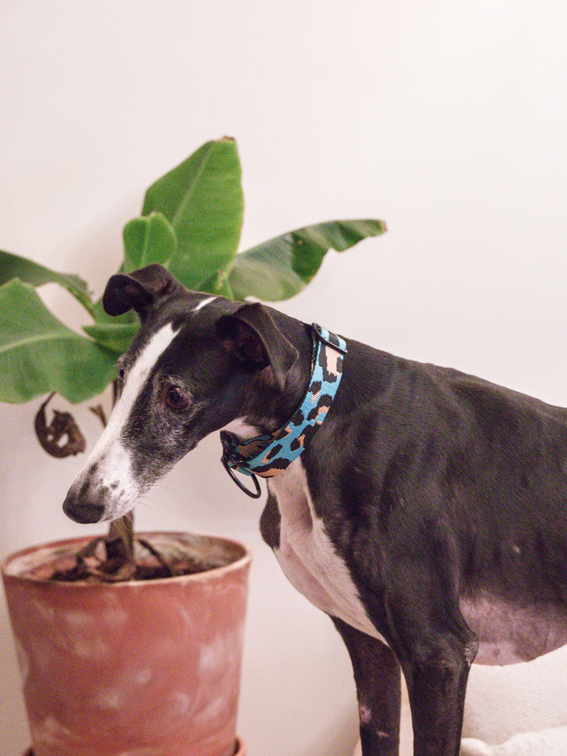 Leo Azul Claro collar greyhound full body