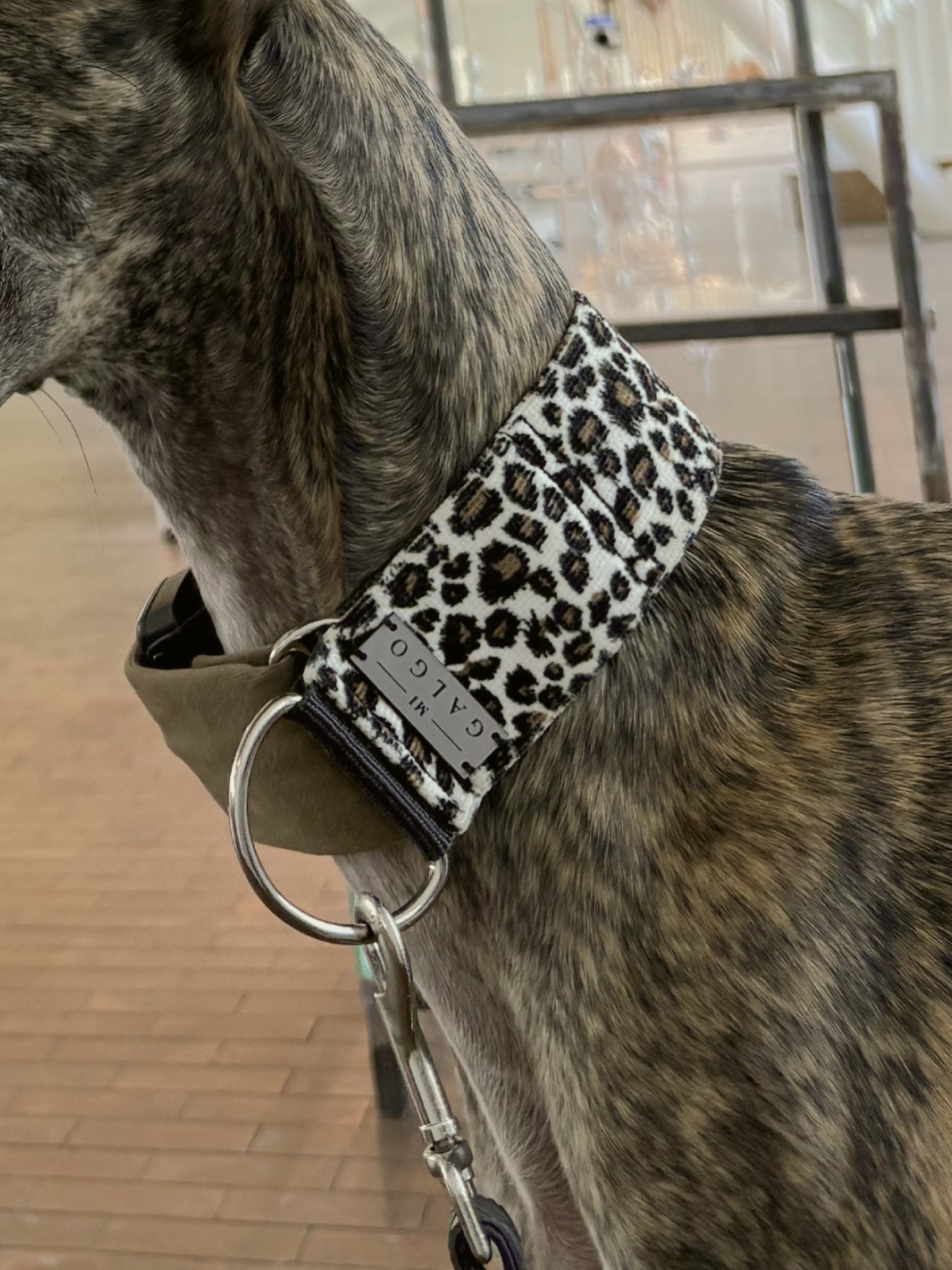 Brindle galgo wearing the Peggy leopard print collar, side view