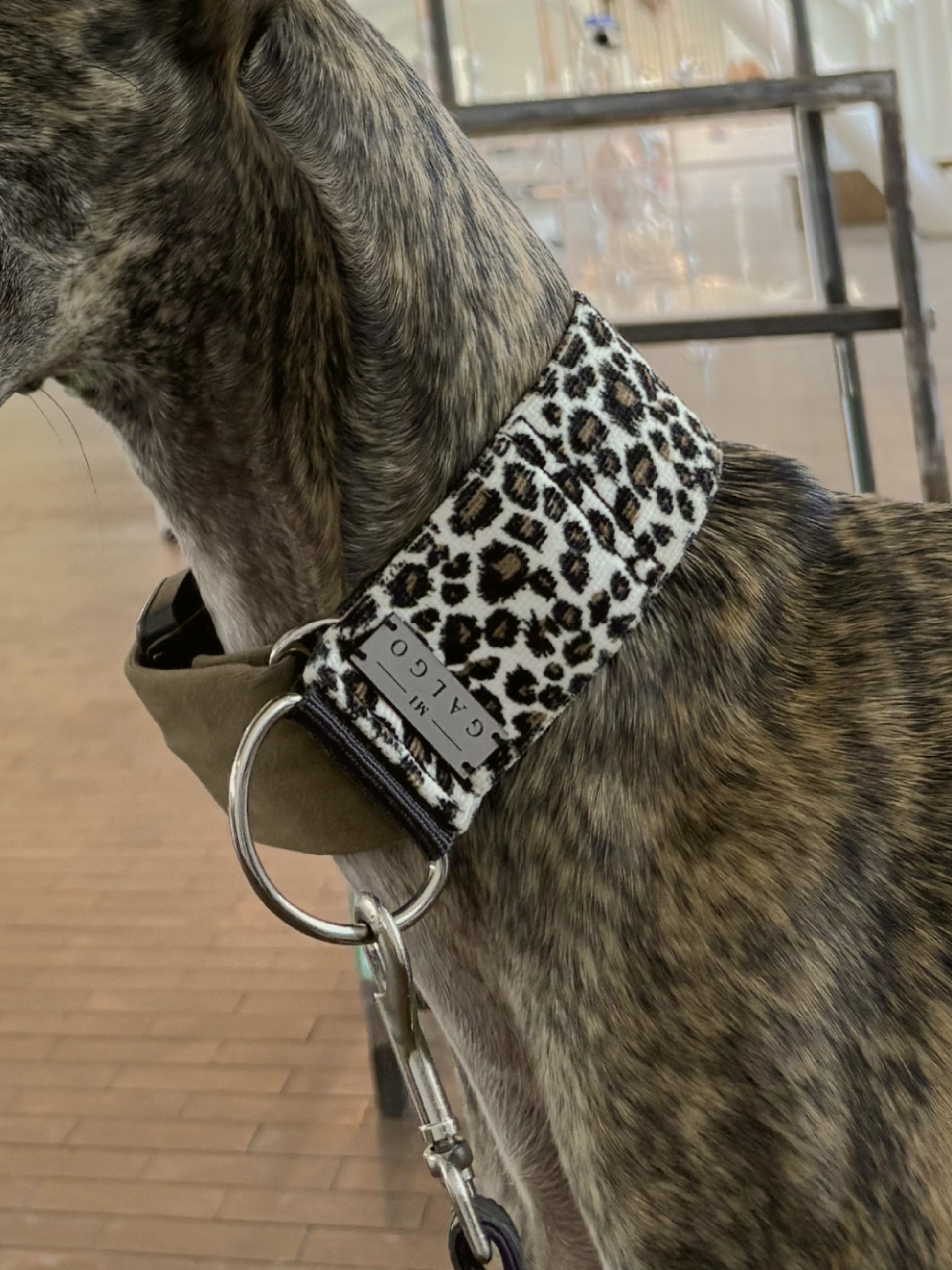 Brindle galgo wearing the Peggy leopard print collar, side view