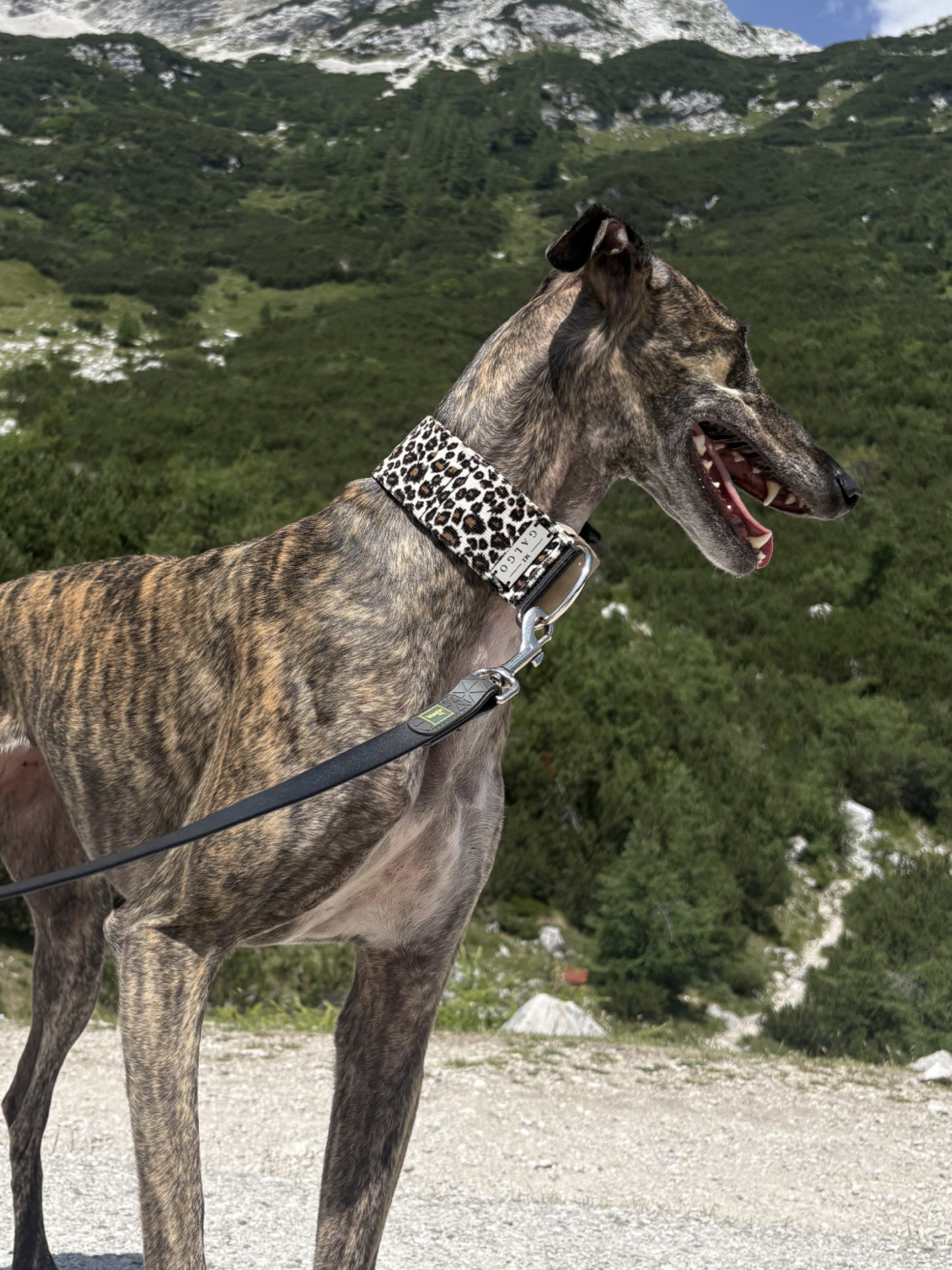 Galgo wearing the Peggy collar on a mountain trail