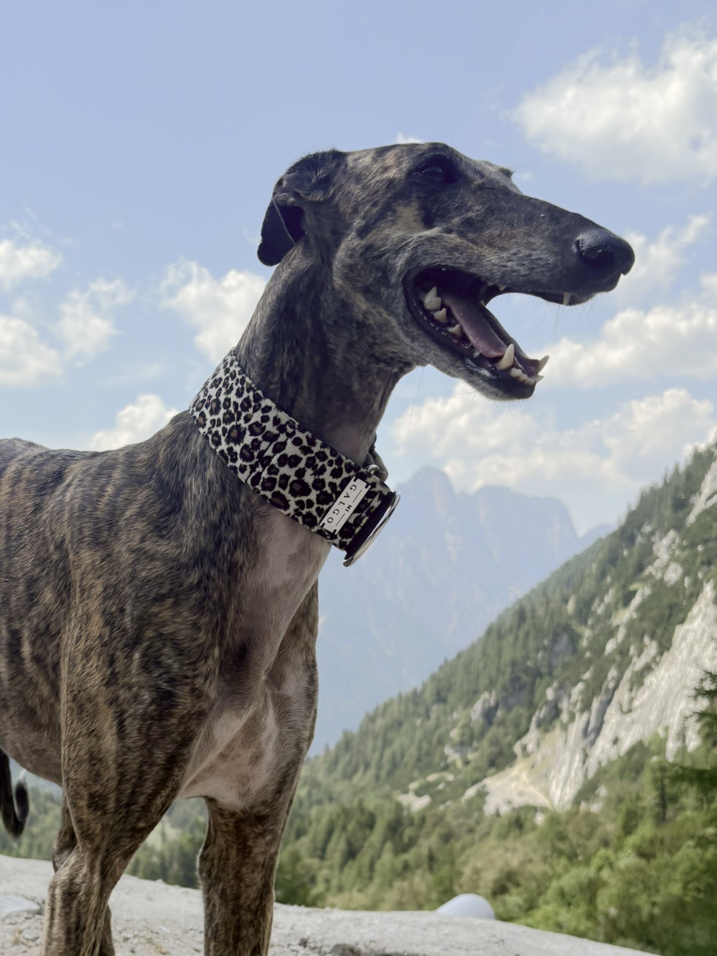 Galgo wearing the Peggy collar in the mountains