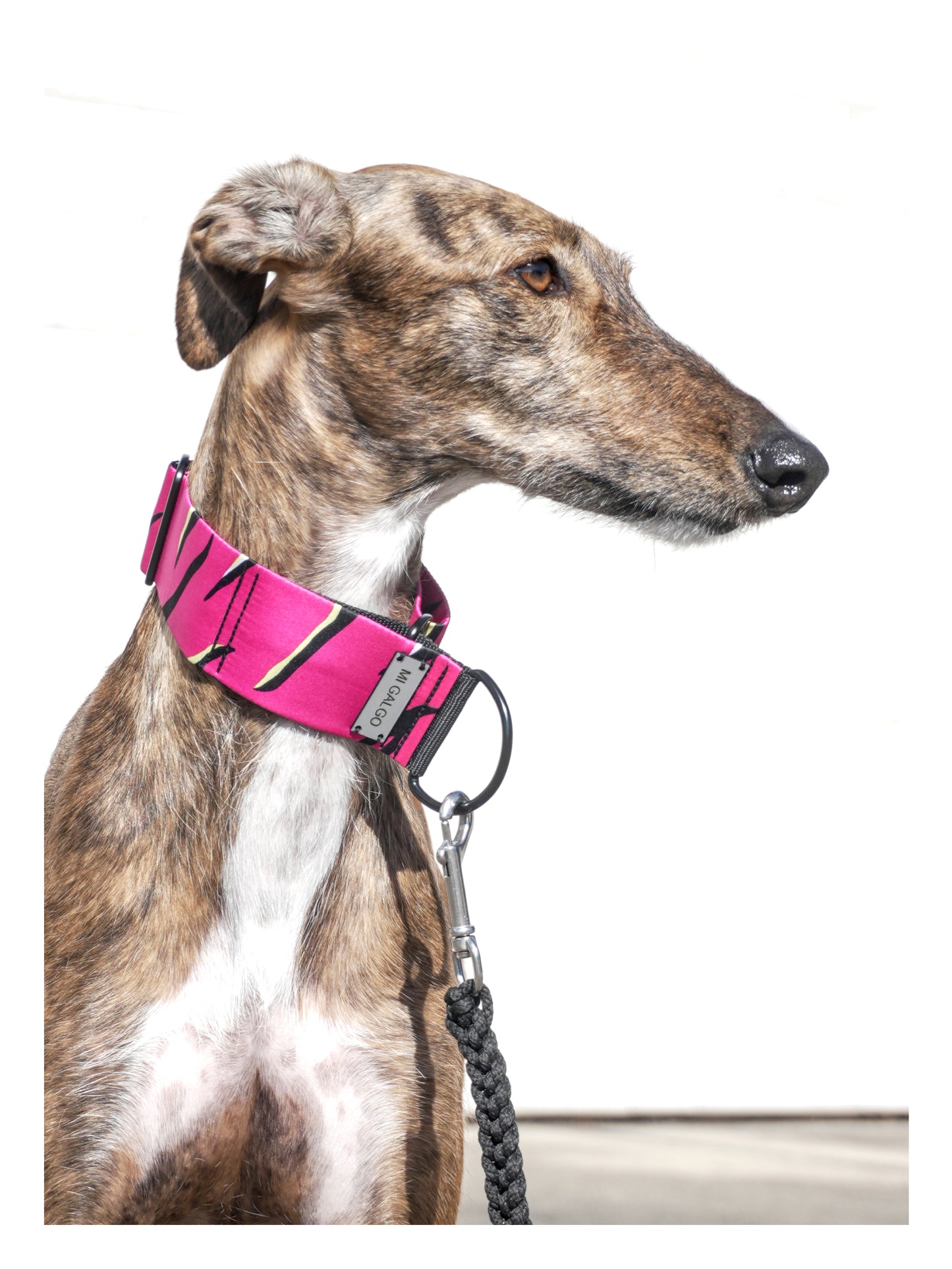 Radiant Pink Hound