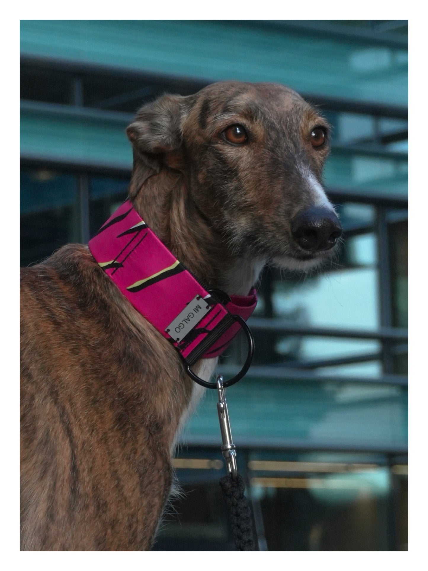 Radiant Pink Hound