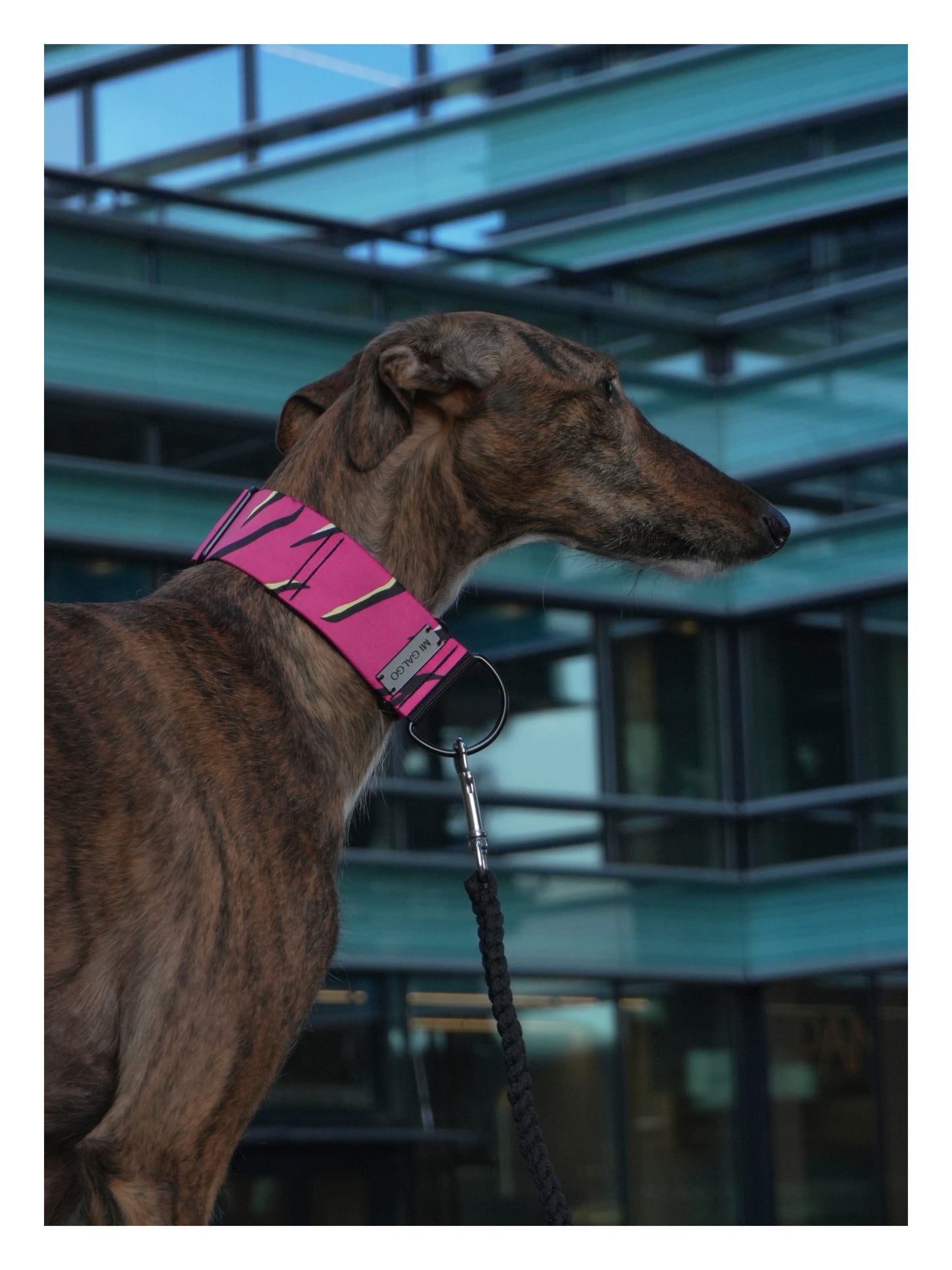 Radiant Pink Hound