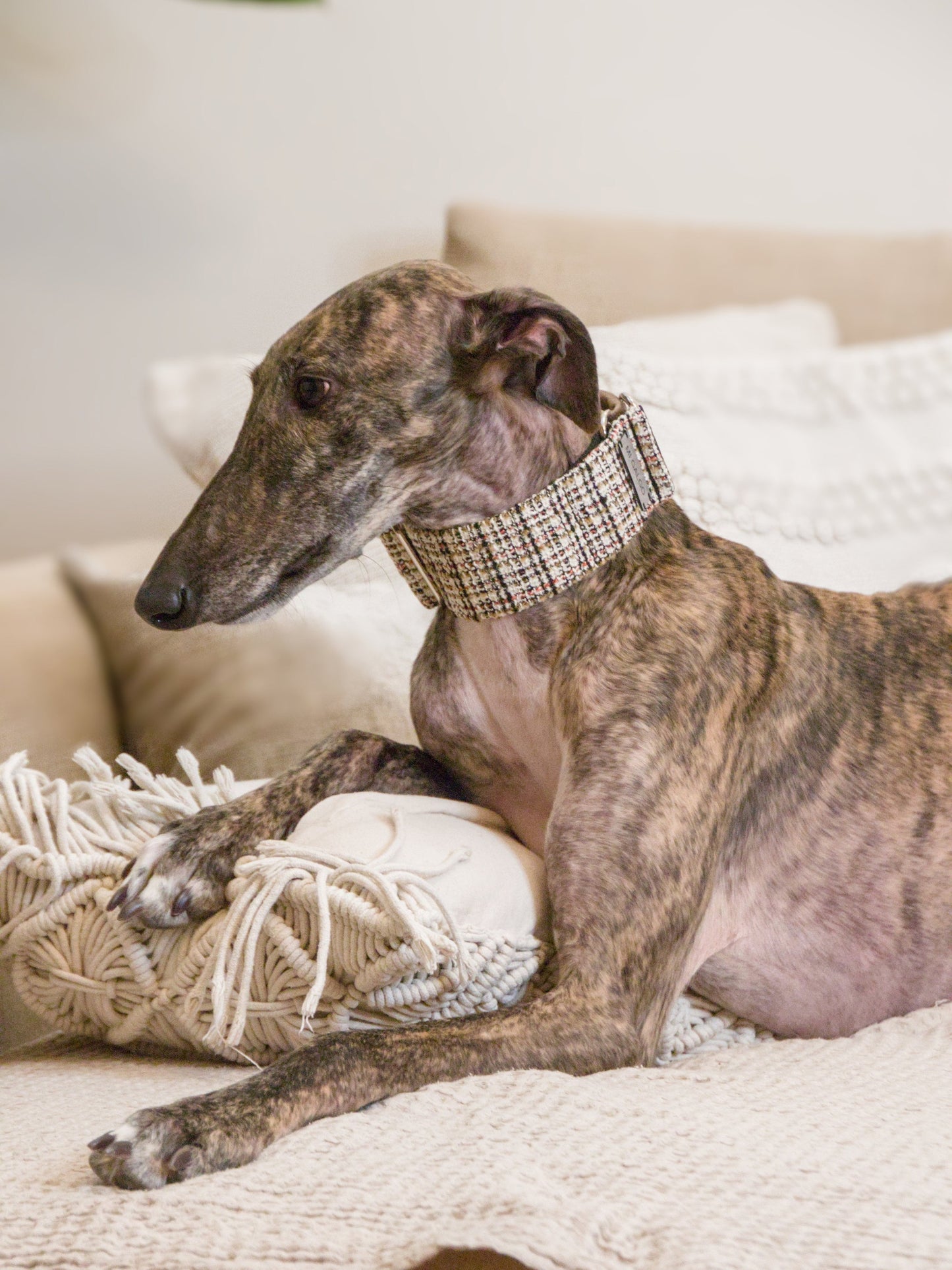 Urban Chic Tweed sighthound collar on a greyhound
