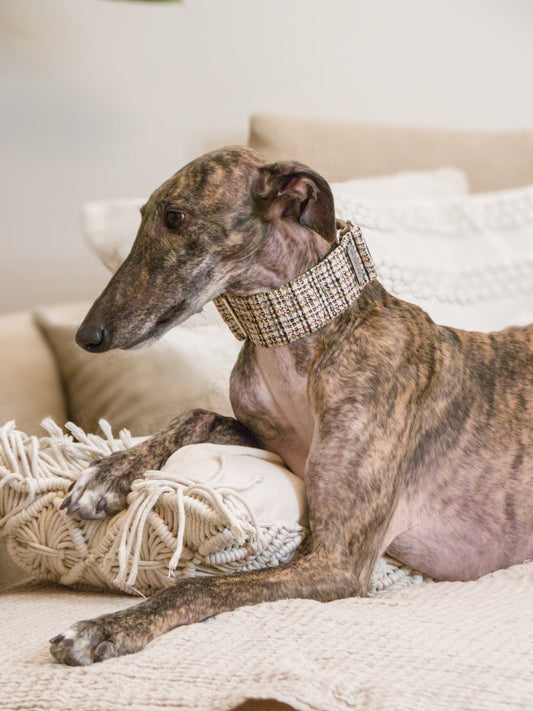 Urban Chic Tweed sighthound collar on a greyhound