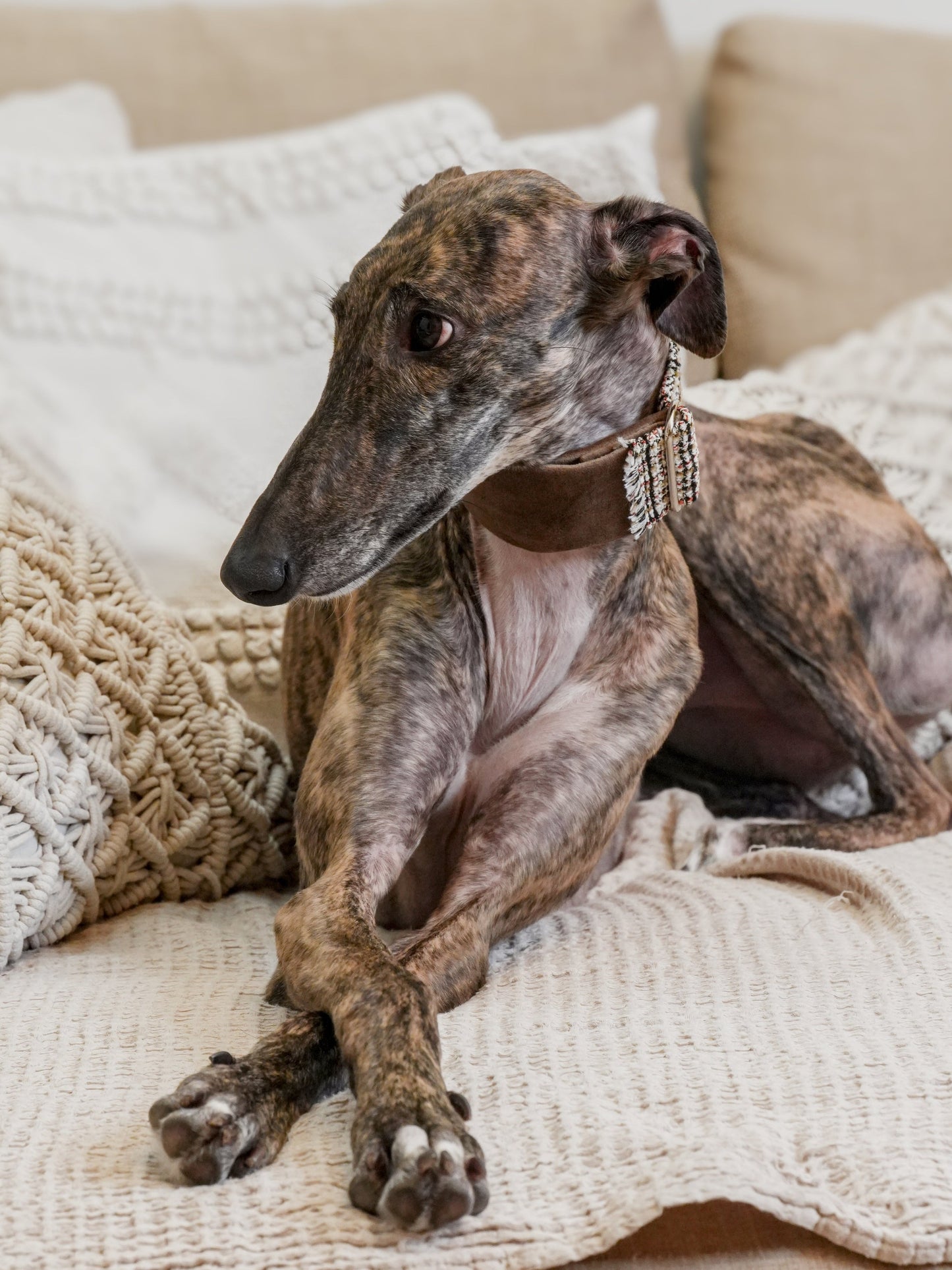 Urban Chic Tweed collar lifestyle
