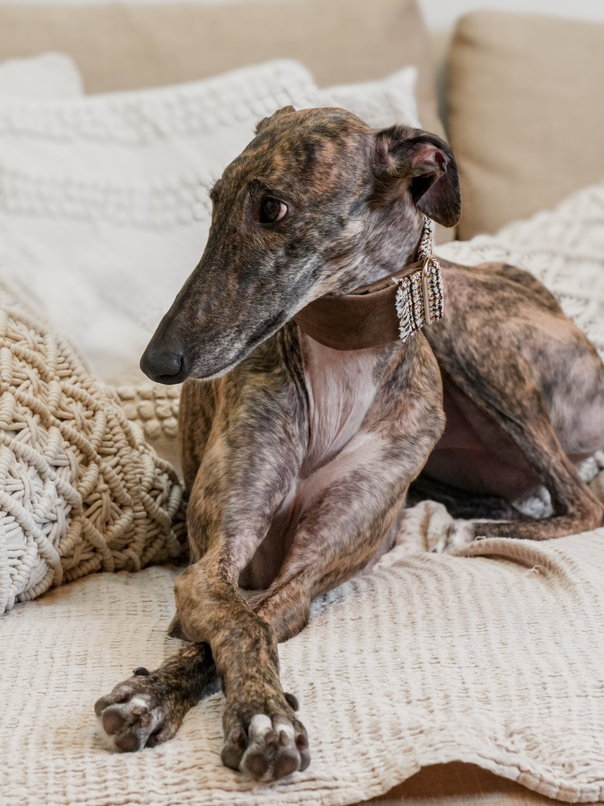 Urban Chic Tweed collar lifestyle