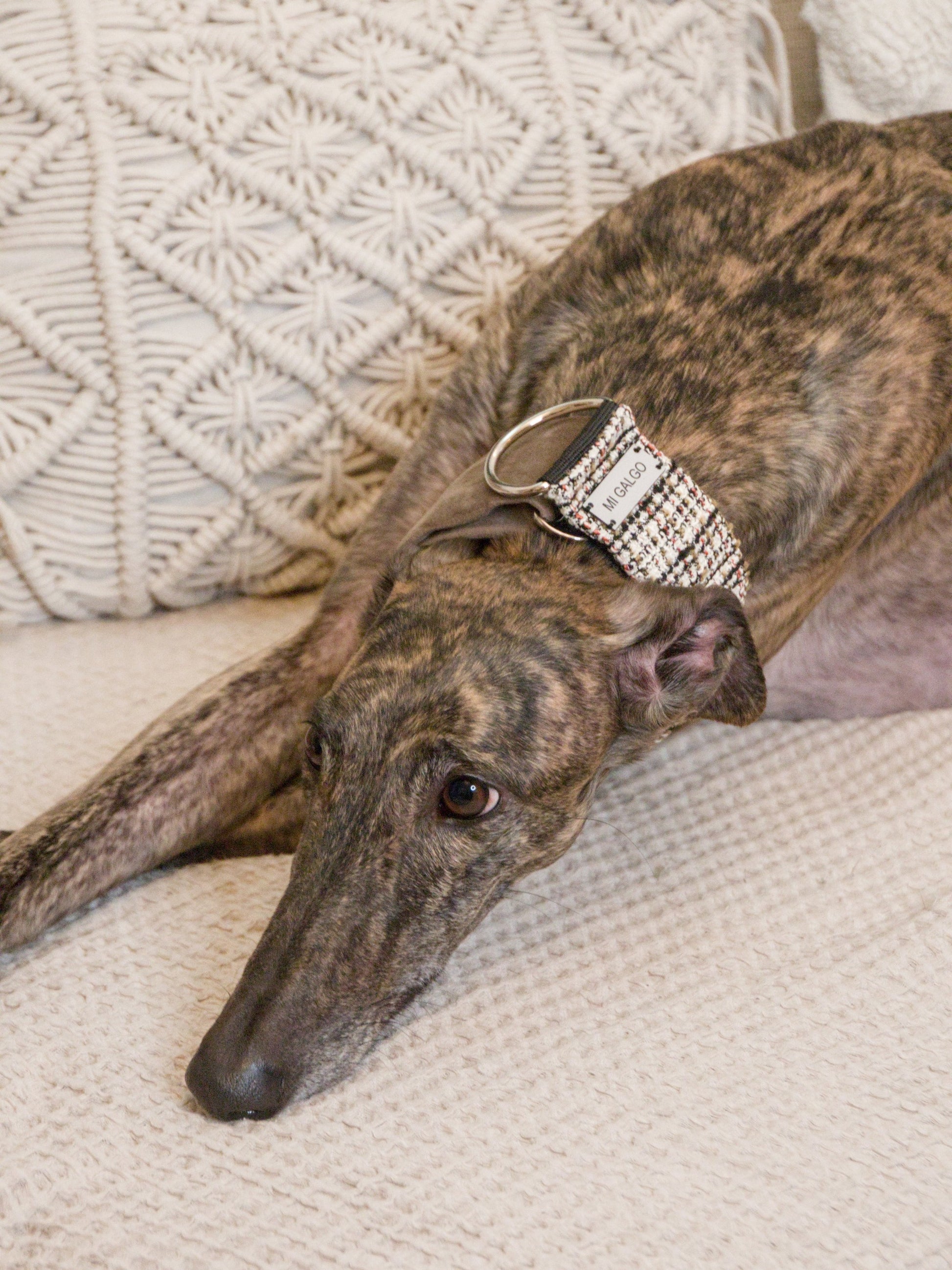 Urban Chic Tweed collar on greyhound lifestyle