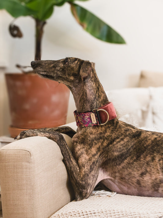 Velour Blossom collar on a greyhound