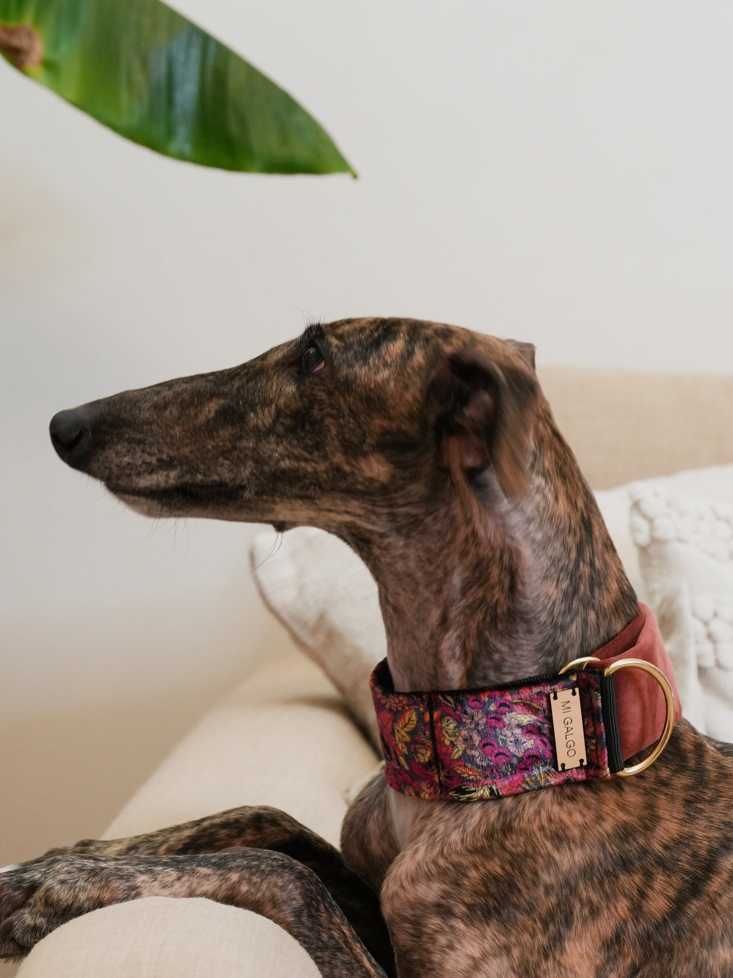 Velour Blossom collar lifestyle