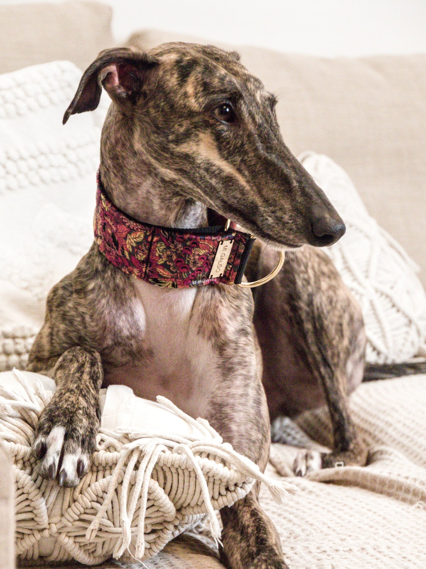 Velour Blossom collar on greyhound lifestyle
