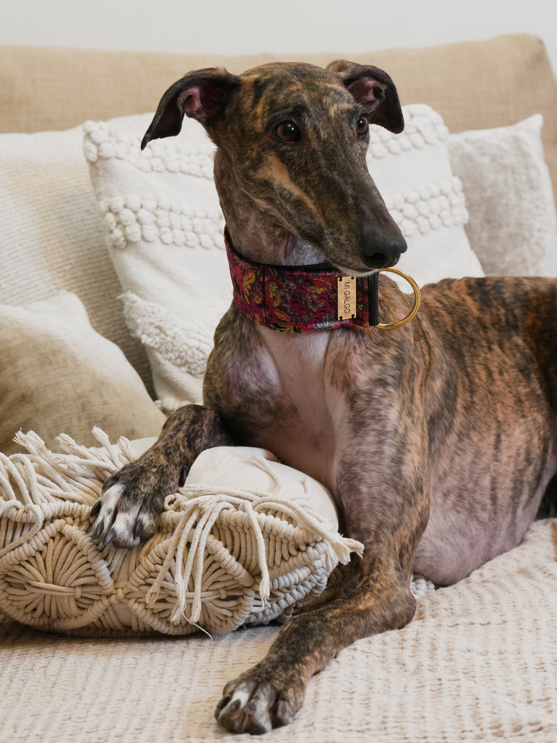 Velour Blossom collar greyhound on sofa