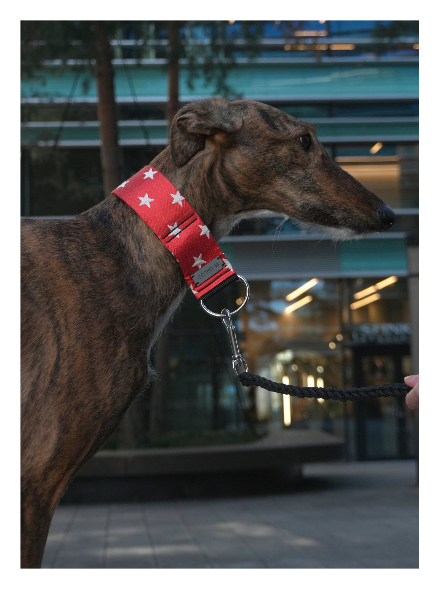 Wonder Hound
