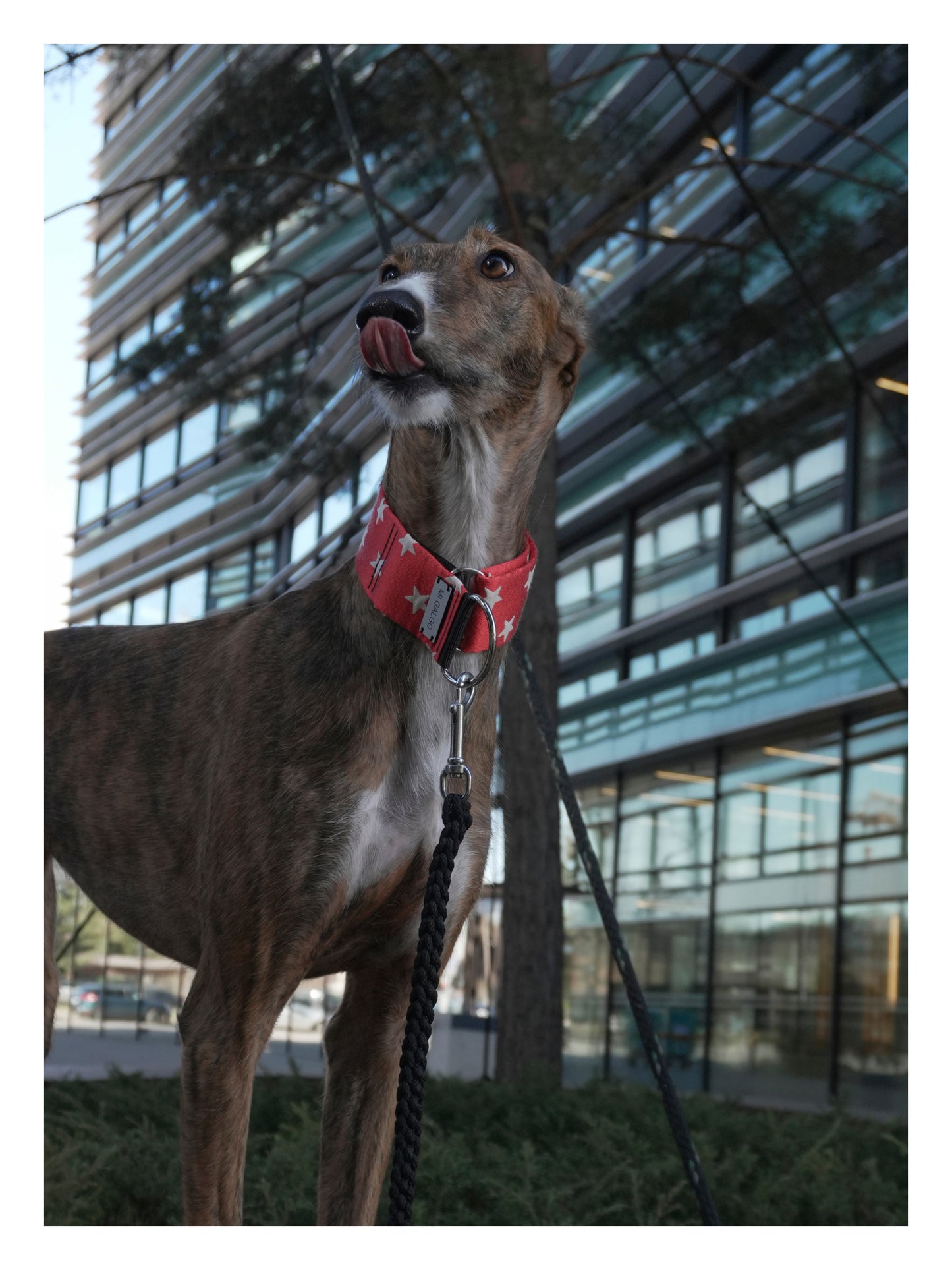 Wonder Hound