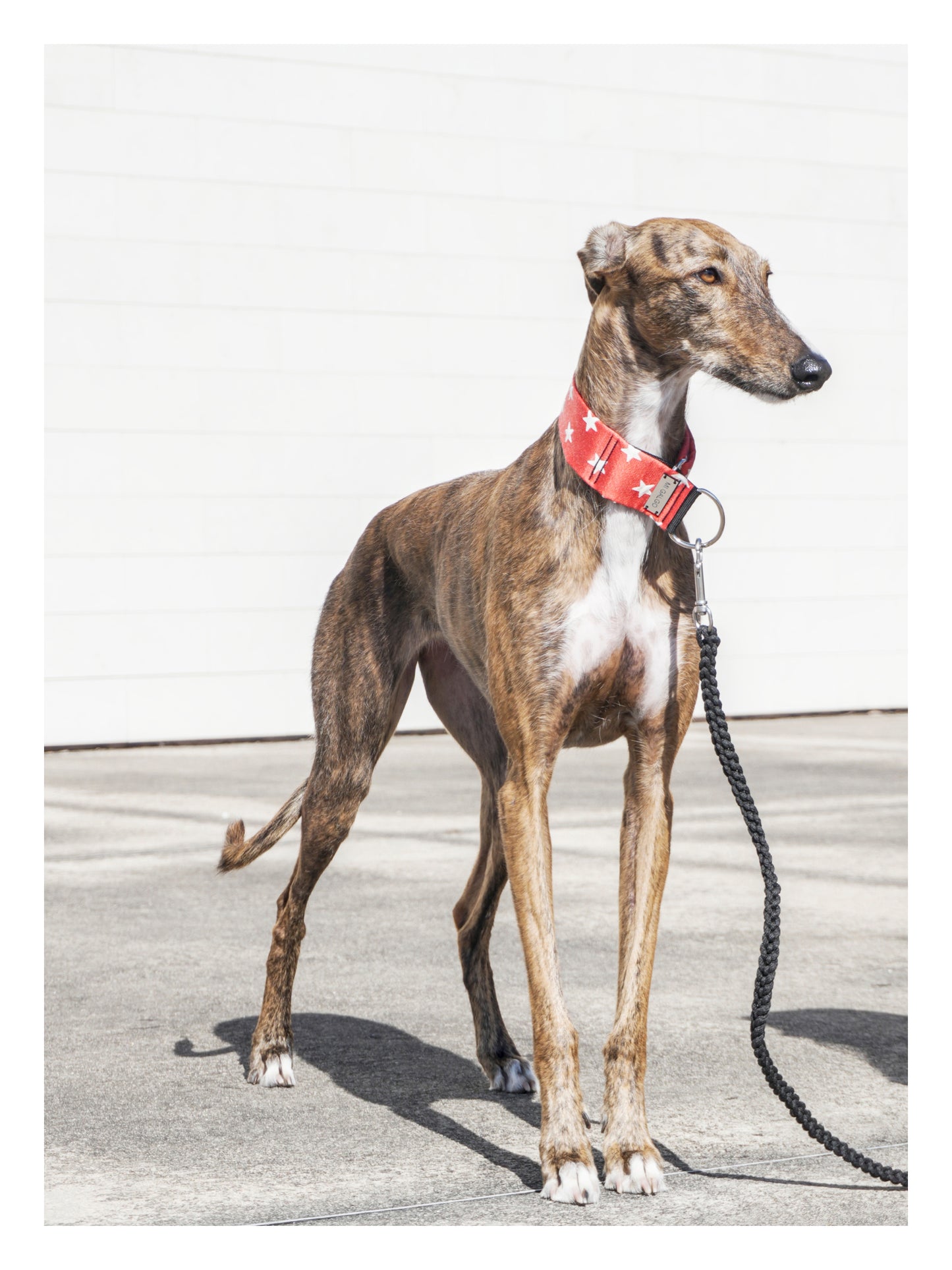 Wonder Hound