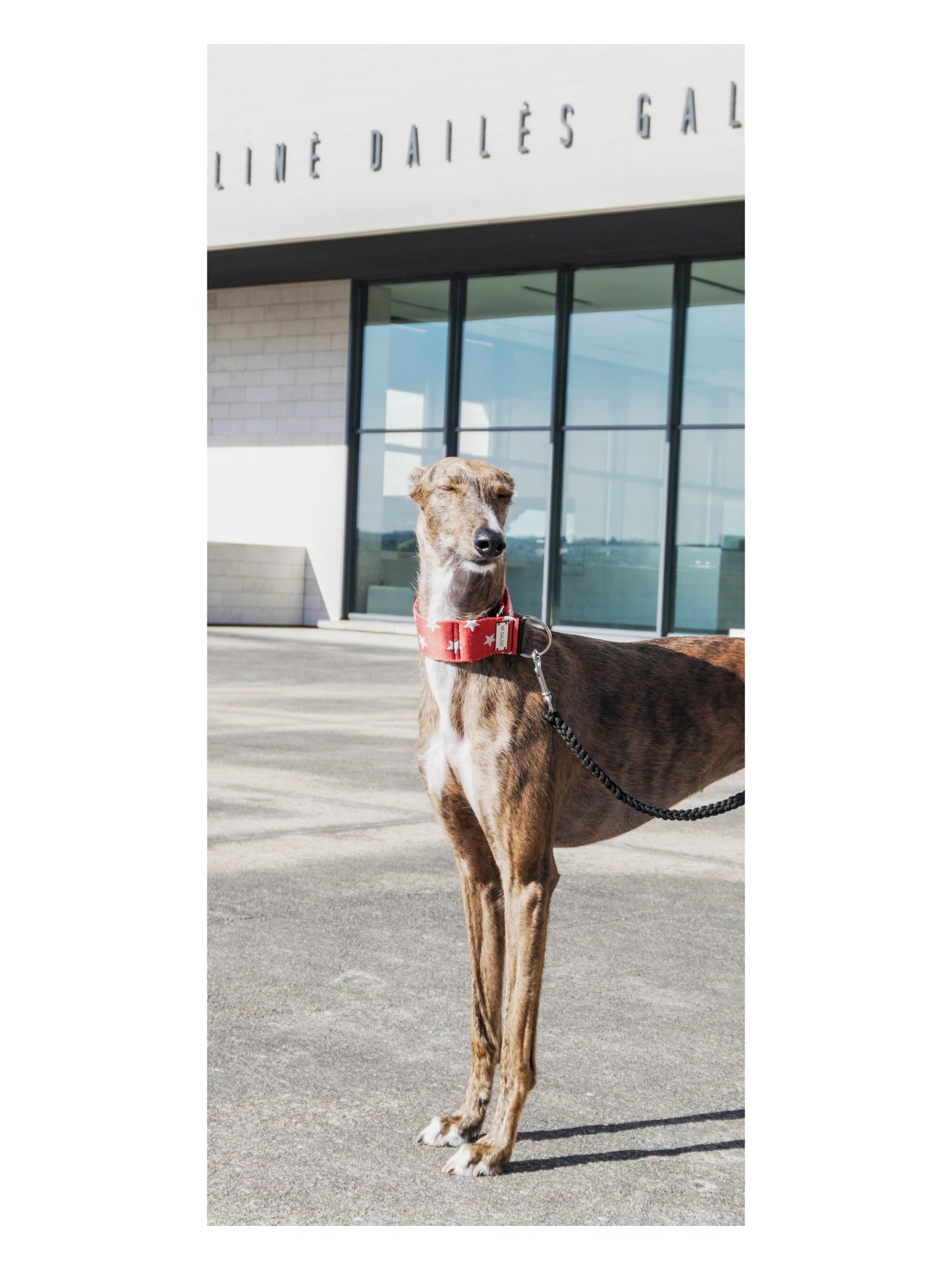 Wonder Hound