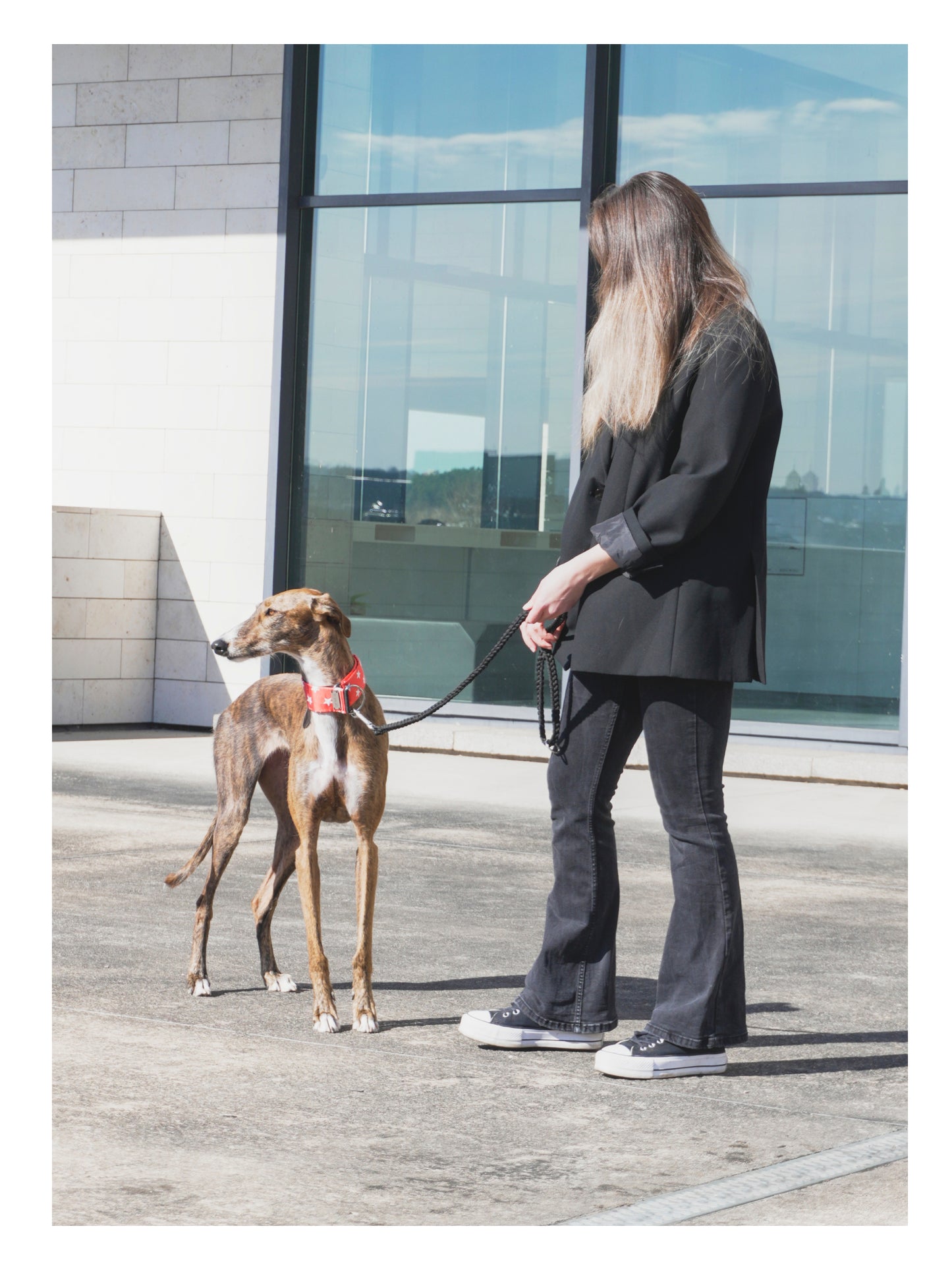 Wonder Hound